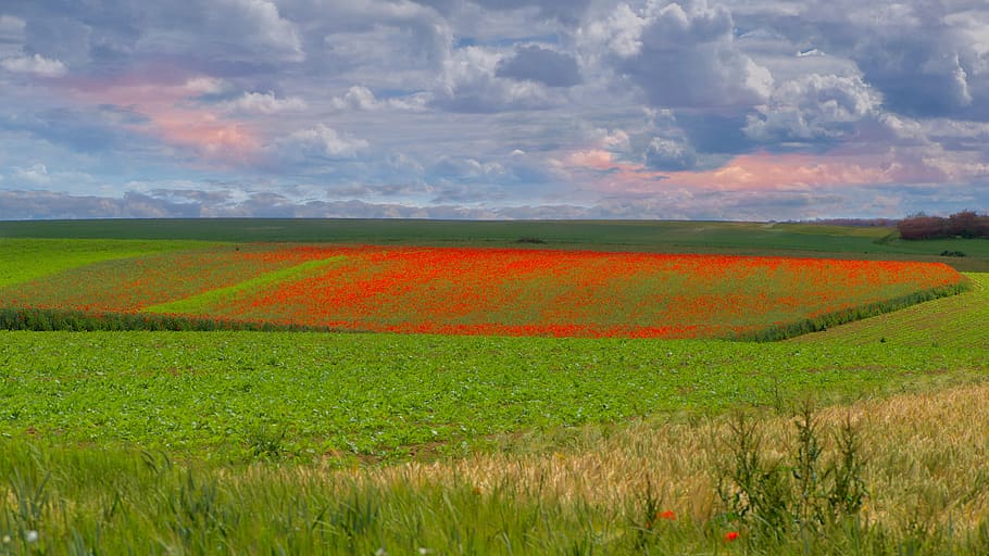 poppies, summer, landscape, flowers, nature, field, fleuri, clouds, sky, colorful