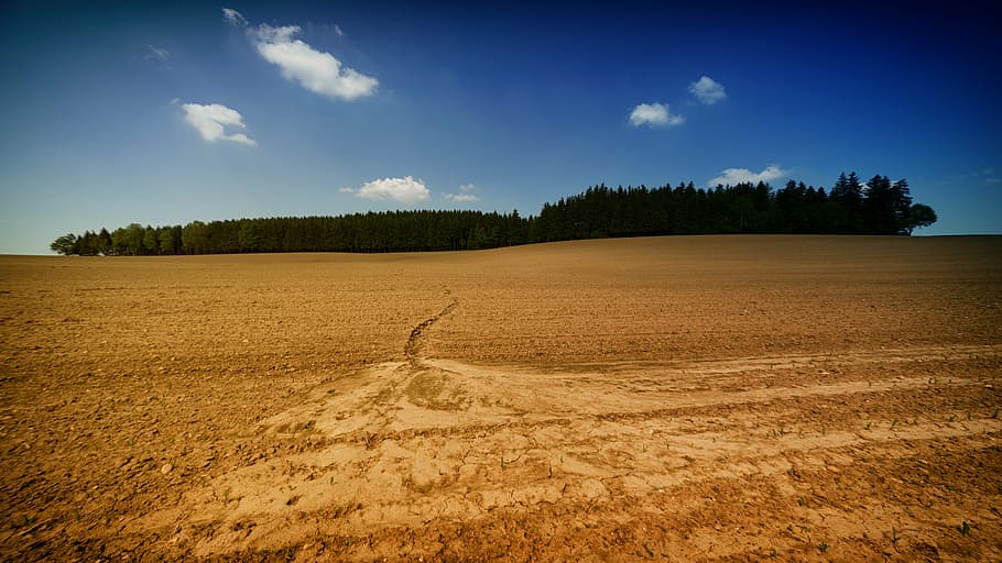 dry, soil, daytime, trees, plants, nature, forest, field, landscape, outdoor