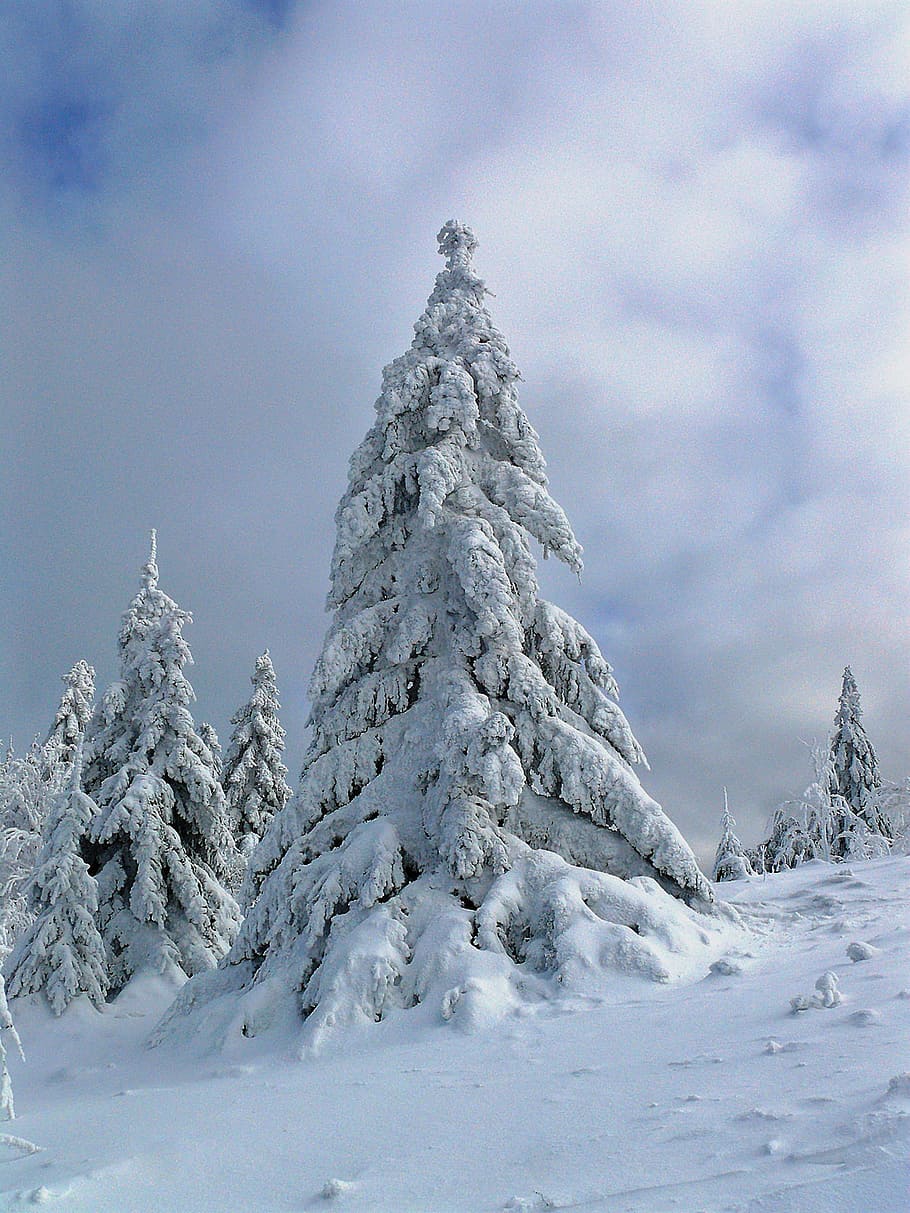 árvores, cobertas, neves, o conto de inverno, sonho, inverno, sonho de inverno, árvore, gelo, geada