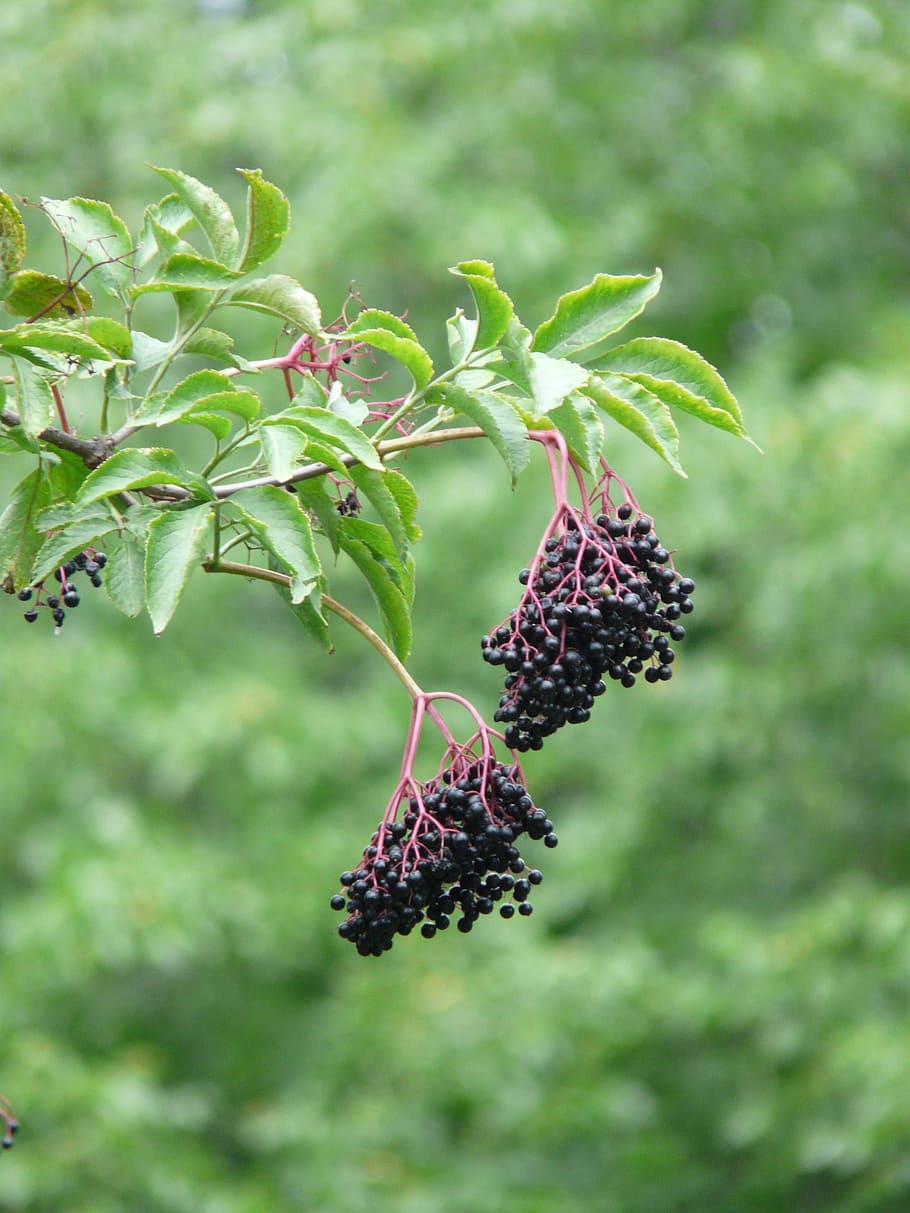Black Elderberry, Sambucus Nigra, penatua, pemegang semak, buah-buahan, beri, hitam, buah, pertumbuhan, alam