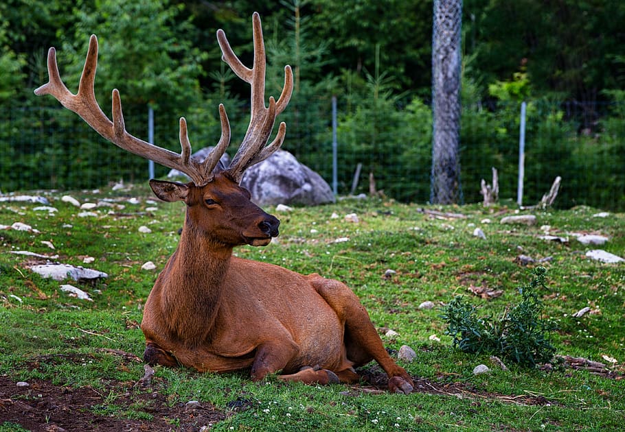 reindeer, laying, green, grass, deer, plume, animals, nature, wildlife, antler
