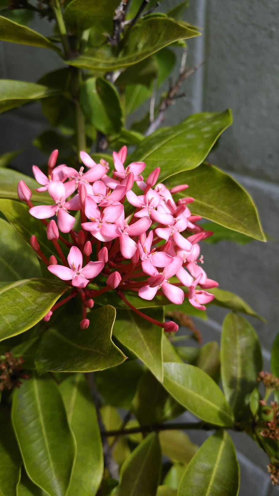 ixora, flower pink, tropical, botany, plant, garden, colorful, nature, flower, pink