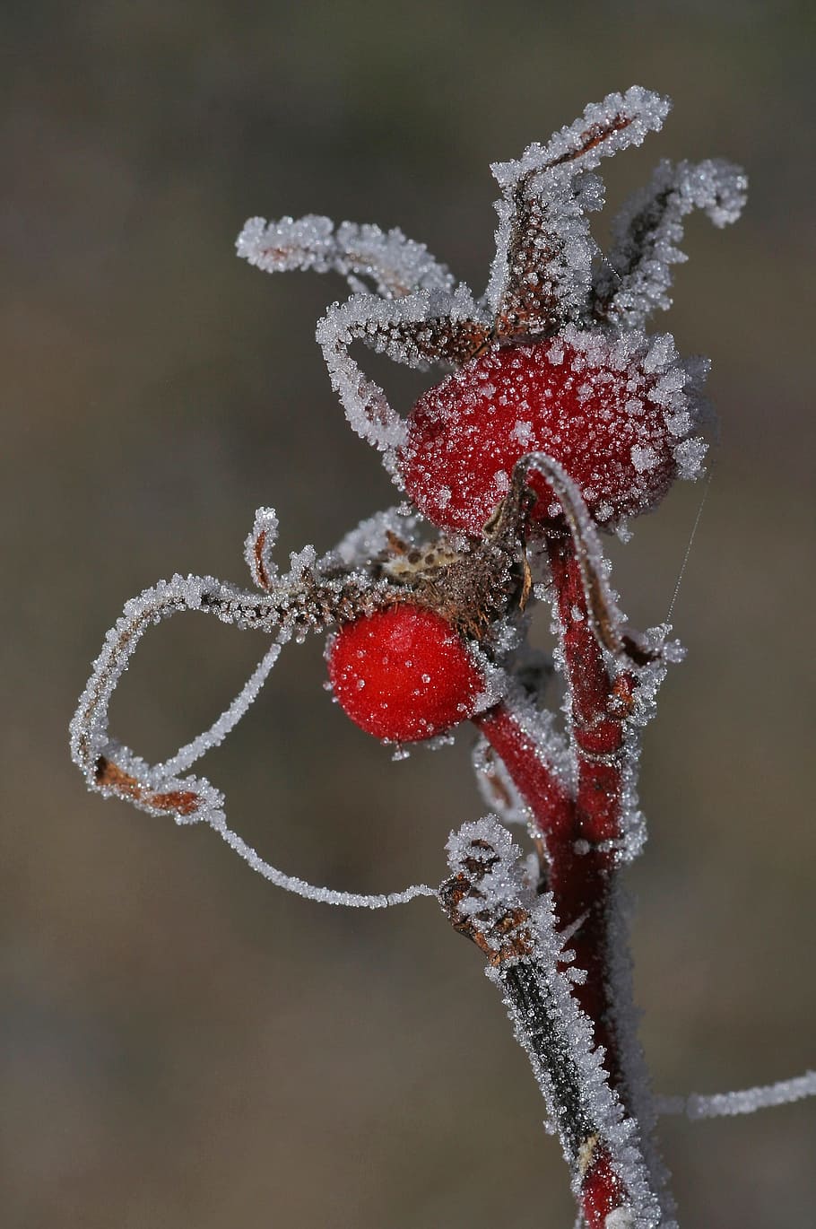 Rose Hip, Fruit, Plant, Berry, Ice, frost, ripe, cold, winter, frozen