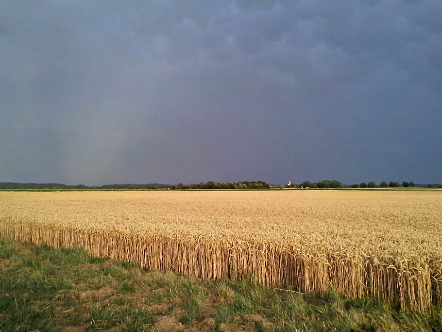 field, thunderstorm, gewitterstimmung, agriculture, nature, rural Scene, farm, crop, sky, yellow