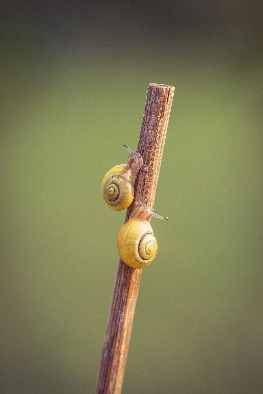 two, snails, crawling, stick, yellow, shell, close, garden, housing, spiral