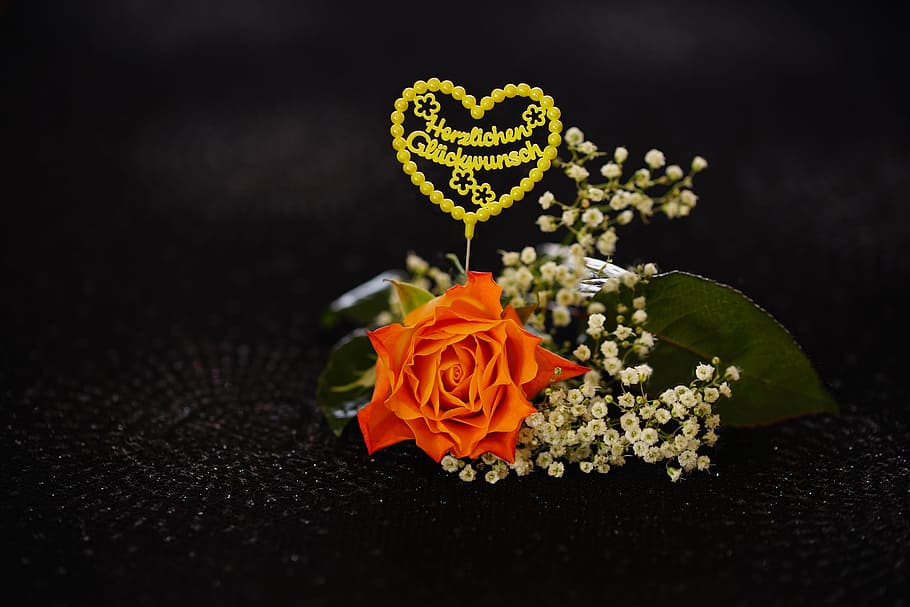 rose with gypsophila, orange white, greeting, flower, black background, orange rose, romantic, playful, flowering plant, plant