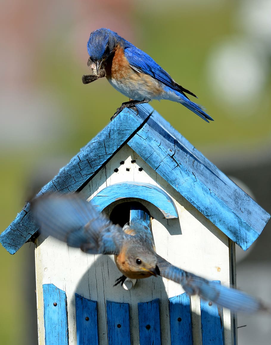 shallow, focus photo, blue, birds, birdhouse, bluebird, bird, aviary, nature, animal