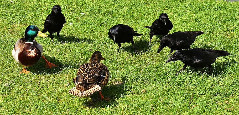 dois, patos-reais, cinco, preto, corvos, corvo, pássaro corvo, natureza, projeto de lei, corvos carniceiros