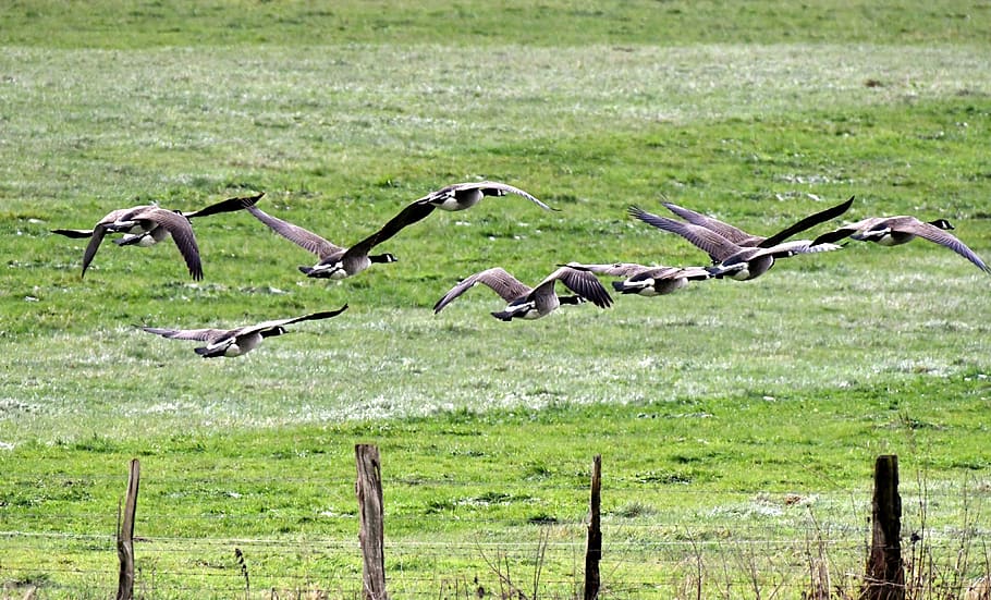 the wild geese, birds, migratory birds, fly, wings, flight, nature, geese, animals in the wild, animal wildlife