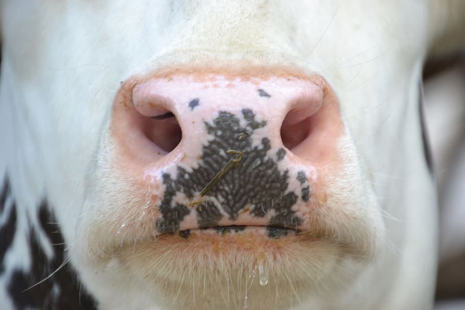 vaca, cabeza, pie, orificios nasales, vaca holstein, granja, blanco y negro, raza, raza de ganado, mamífero