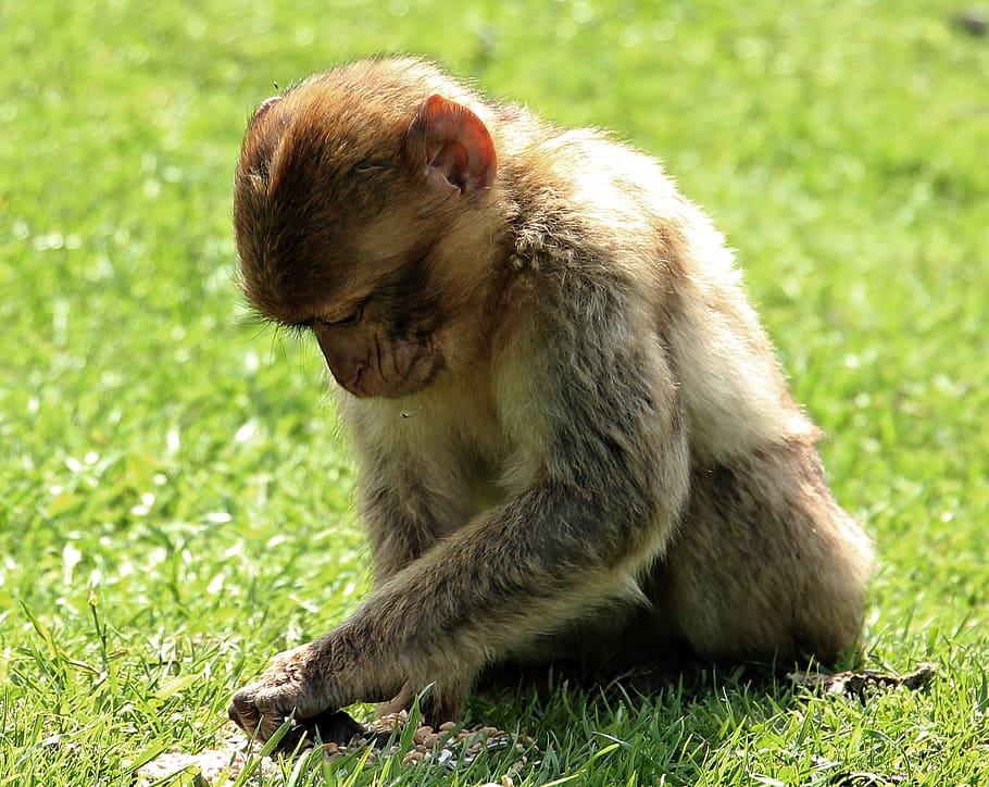 mono de Berbería, mono, primate, animal joven, animal, naturaleza, pensamiento, mamífero, soñador, reflexivo