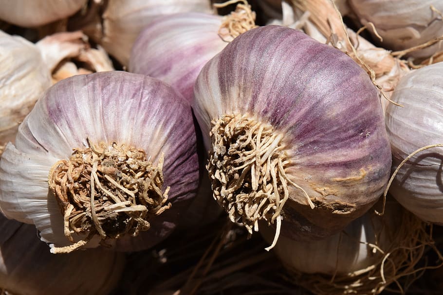 garlic, heads of garlic, tubers, food, eat, spice, sharp, healthy, smell, herb