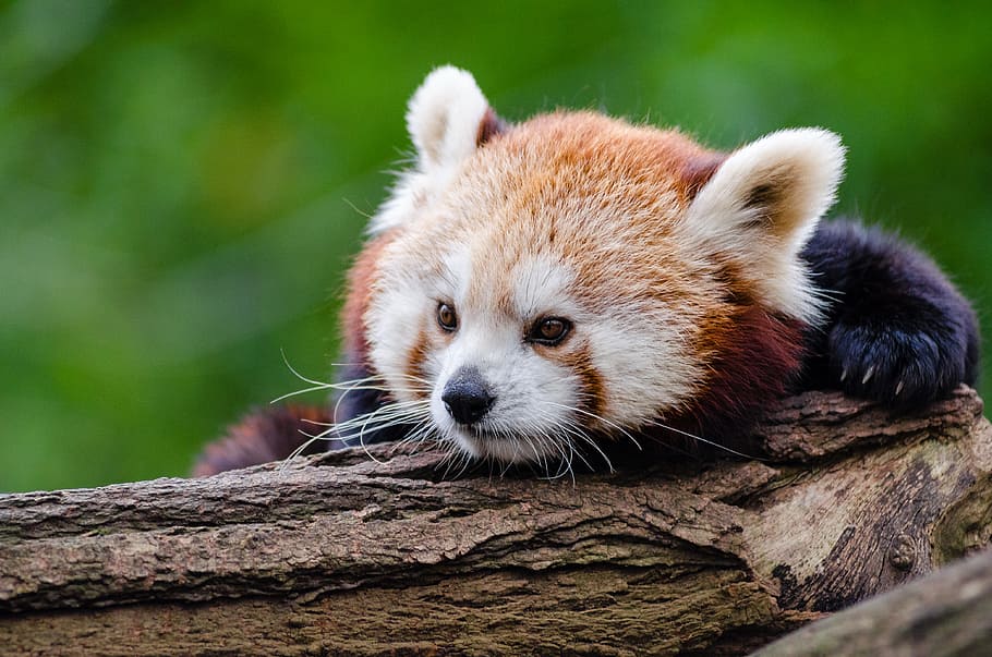 Tired, Panda, red panda on branch, one animal, animal themes, animal, mammal, animal wildlife, animals in the wild, red panda