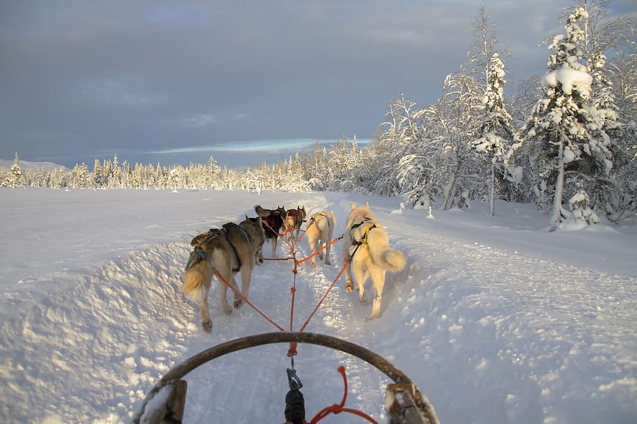 wolves pulling kart, finland, lapland, wintry, dog sled, snow, sled dog racing, husky, winter, cold temperature