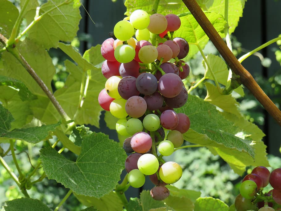 uva, racimo, marte, vid, viñedo, sin semillas, orgánico, hobby, granja, Fruta