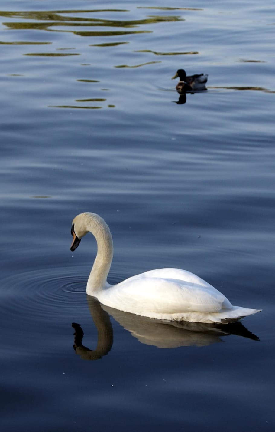 swan, lake, water, bird, nature, white swan, waters, wildlife photography, noble, baby swans