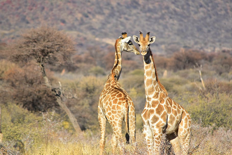 wildlife photography, two, giraffes, giraffe, african, wild, wildlife, safari, animal, animal wildlife
