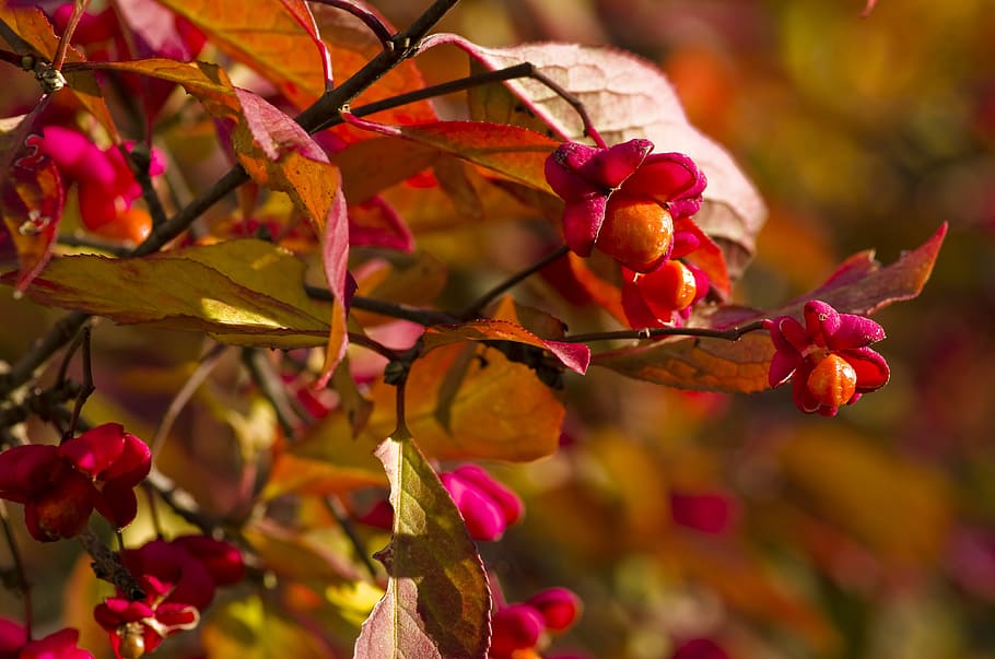 spindle, bush, bright, red, orange, pink, autumn, ornamental shrub, close up, color