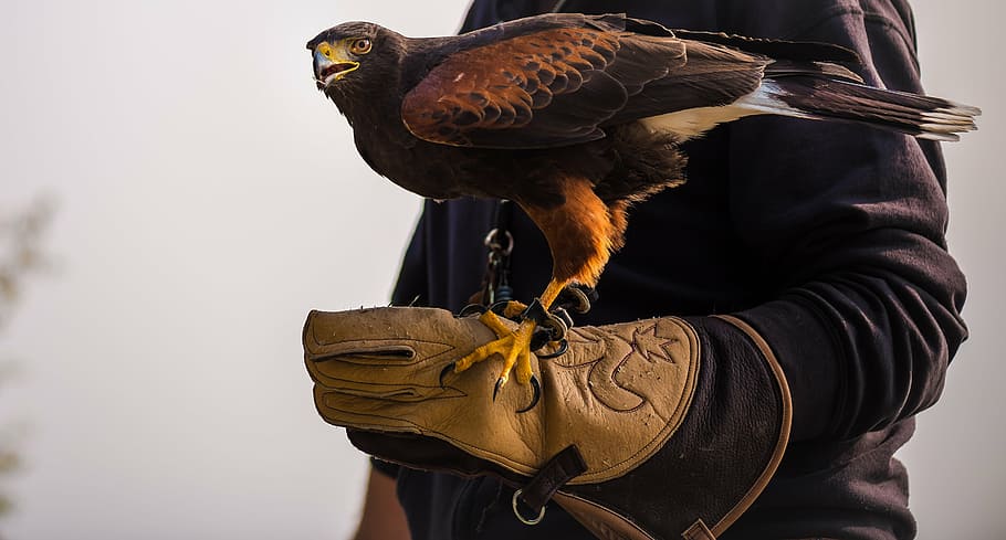 brown hawk bird, people, man, hand, eagle, bird, animal, pet, one man only, one person