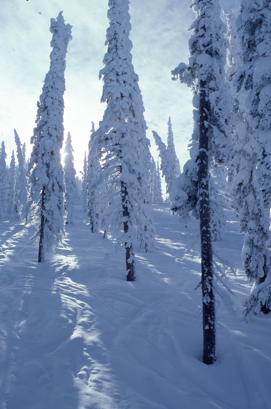 fotografía, pinos, cubierto, nieve, durante el día, pino, árboles, cubierta, montaña, invierno