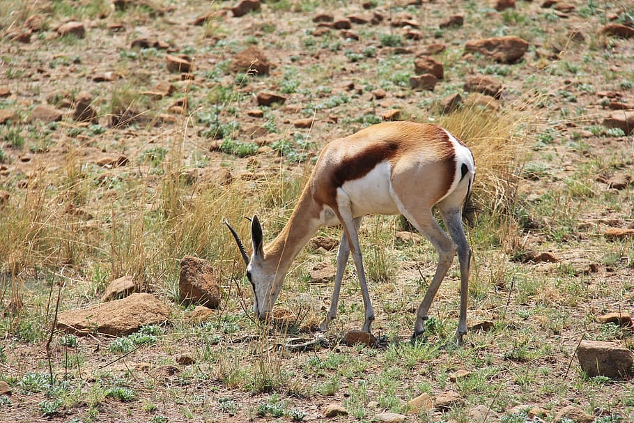 Deer, Adventure, Safaris, exciting, scenic, beautiful, interesting, sun city, pilanesberg game reserve, johannesburg