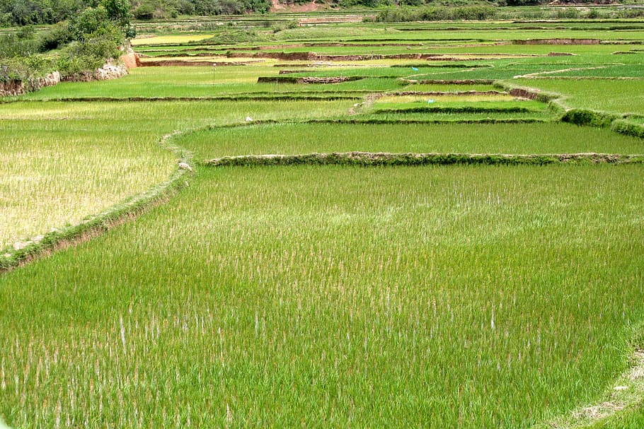 rice, field, plantation, agriculture, plant, landscape, nature, ecology, soil, ground