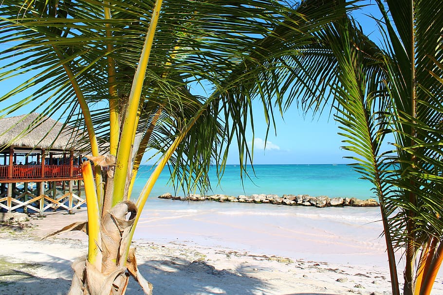 Palm, Vacancy, Tropics, Landscapes, beach, island, paradise, palm Tree, sea, tropical Climate
