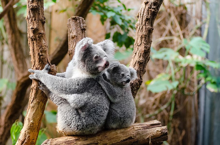 two, koalas, wood branch, koala, bears, tree, sitting, perched, portrait, grey