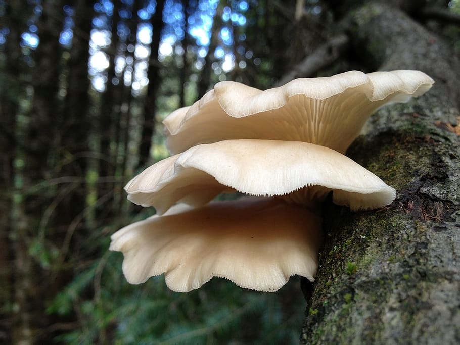 selective, focus photography, mushroom, mushrooms, tree trunk, forest, woods, nature, wild, oyster mushroom