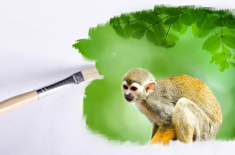 paintbrush, outdoor, monkey, animals, animal, wallpaper, clear, green, white, earth
