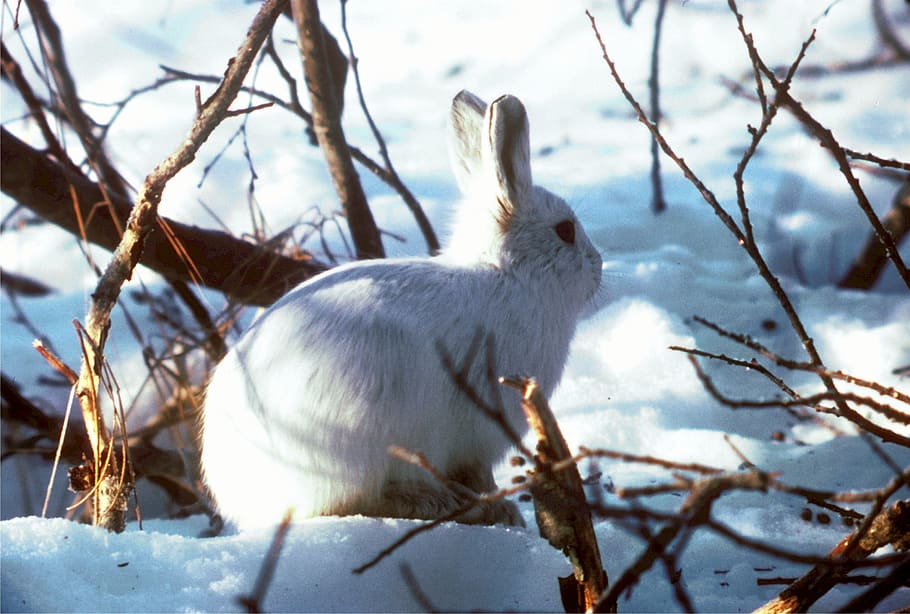 branco, coelho, cercado, ramos, lebre ártica, coelho polar, fofa, animal, mamífero, neve