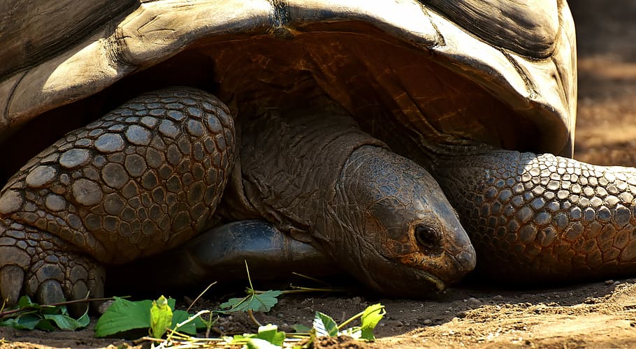 brown galapagos tortoise, Giant Tortoises, Animals, Panzer, Zoo, turtle, tortoise, reptile, tortoise shell, slowly