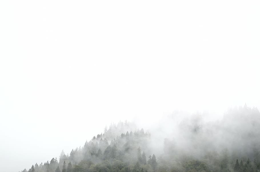 木, 覆われた, 霧, 写真, 植物, 自然, 寒さ, 天気, 人なし, 屋外
