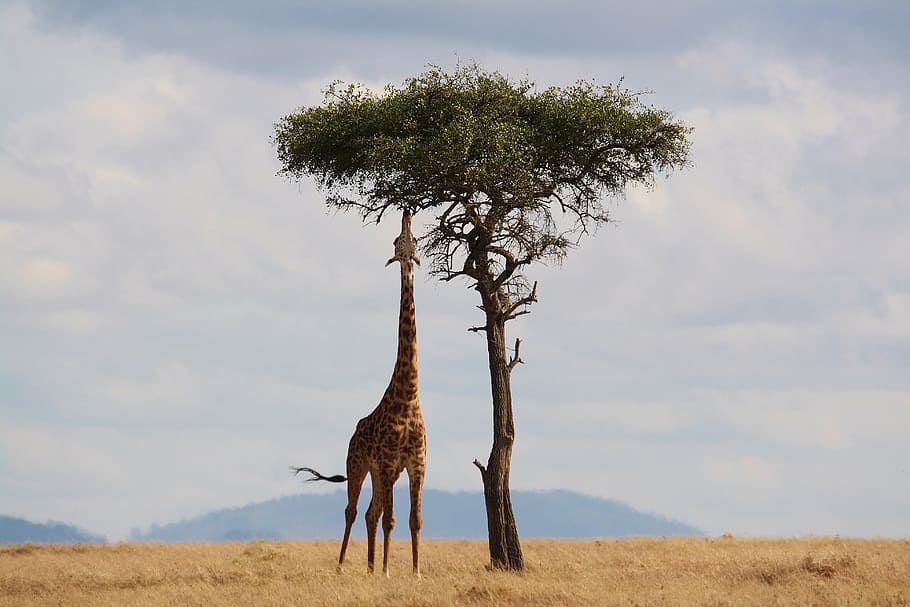 giraffe and tree, giraffe, kenya, africa, wildlife, safari, neck, tall, stretch, nature