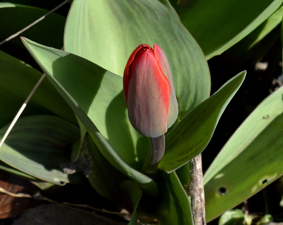 wild tulip, flower, bud, red, spring awakening, garden, closed, tulip, plant, nature