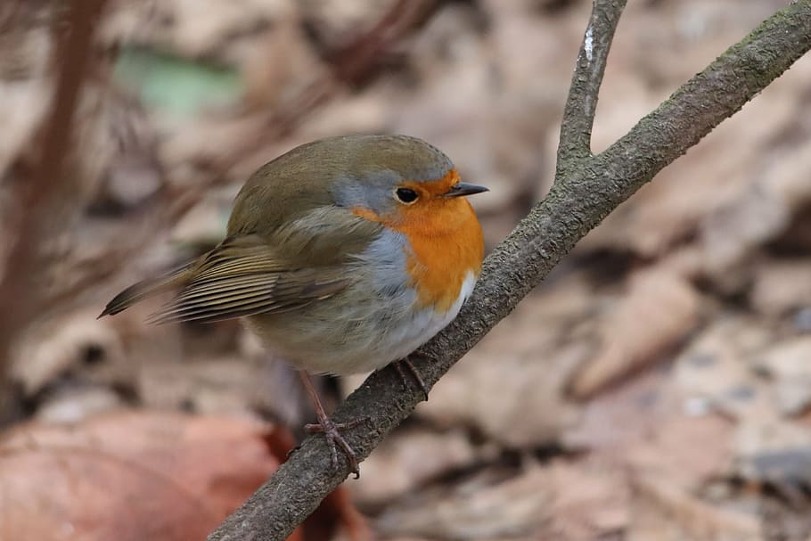 selective, focus photography, european robin perching, branch, red goblets, bird, songbird, animal world, close, plumage