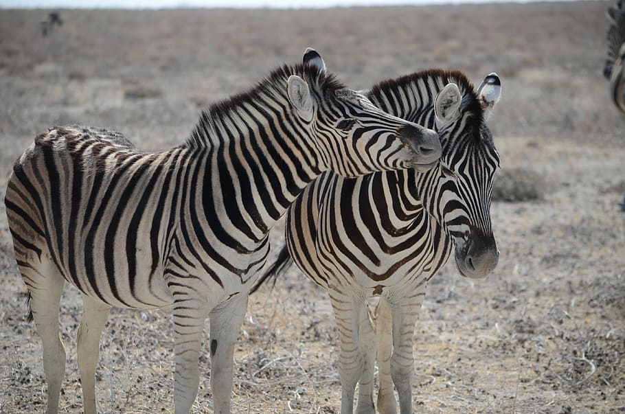 two zebra, zebra, namibia, black and white striped, safari, animal, animal world, wildlife, africa, summer