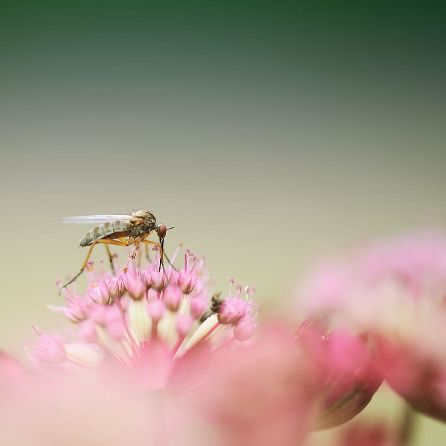 green, robber, fly, pink, flowers, dance fly, insect, macro, close, blossom