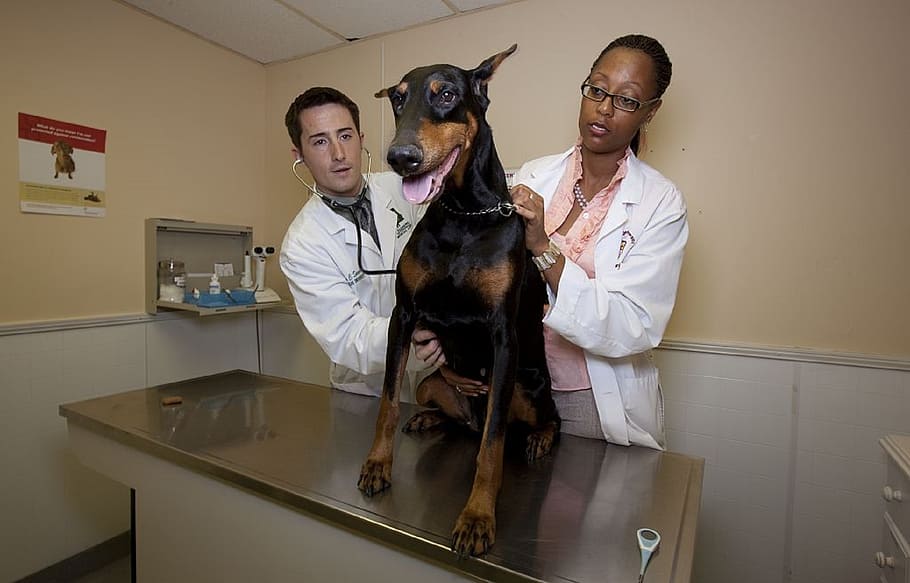dokter hewan, doberman, pinscher, anjing, domestik, hewan peliharaan, pemeriksaan, perawatan, medis, kesehatan