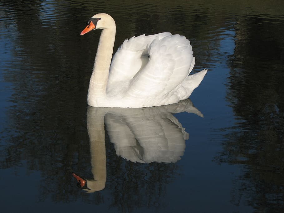white, goose, body, water, swan, bird, elegant, feather, lake, beautiful