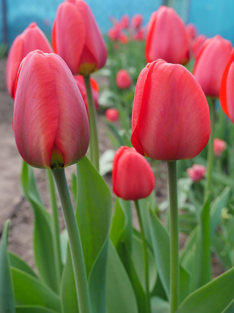 tulips, red flowers, spring, tulip field, flowers, red, flower, freshness, flowering plant, plant