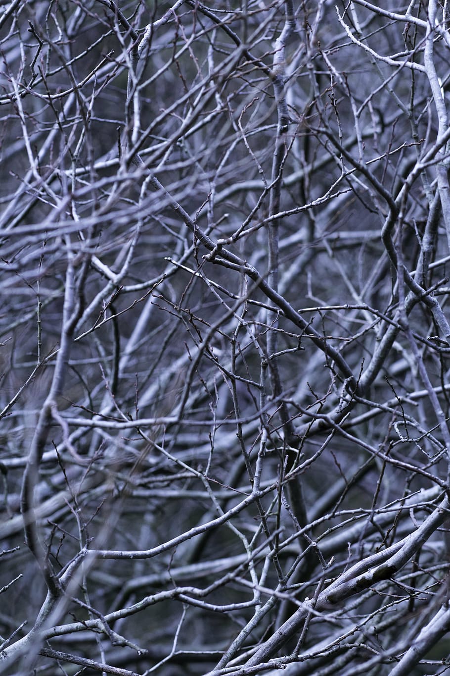 abstract, branches, forest, woods, bare tree, branch, tree, dead plant, nature, day