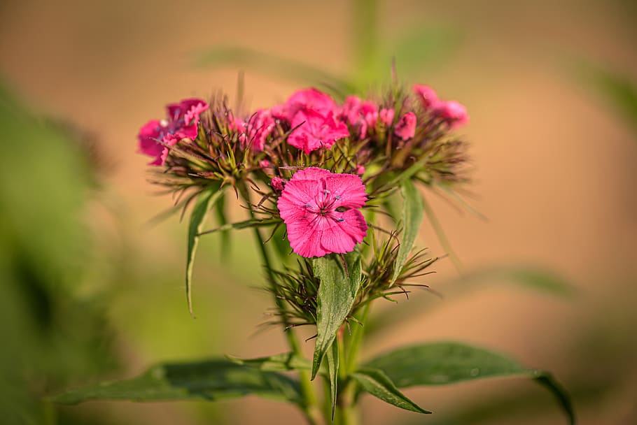 sweet william, blossom, bloom, plant, flower, nature, dianthus, pink, red, summer