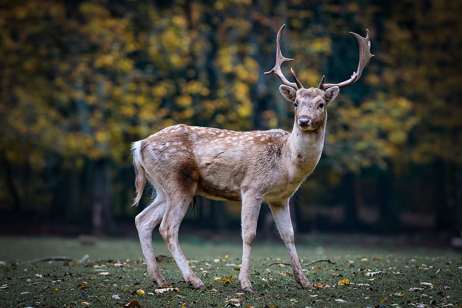 brown deer, nature, roe deer, forest, fallow deer, scheu, animal themes, animal, animal wildlife, one animal