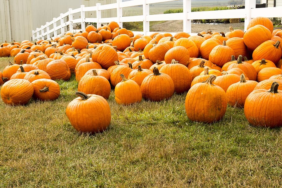 winter squash, grass field, Pumpkin Patch, Pumpkins, growing, agriculture, harvest, fall, autumn, farm