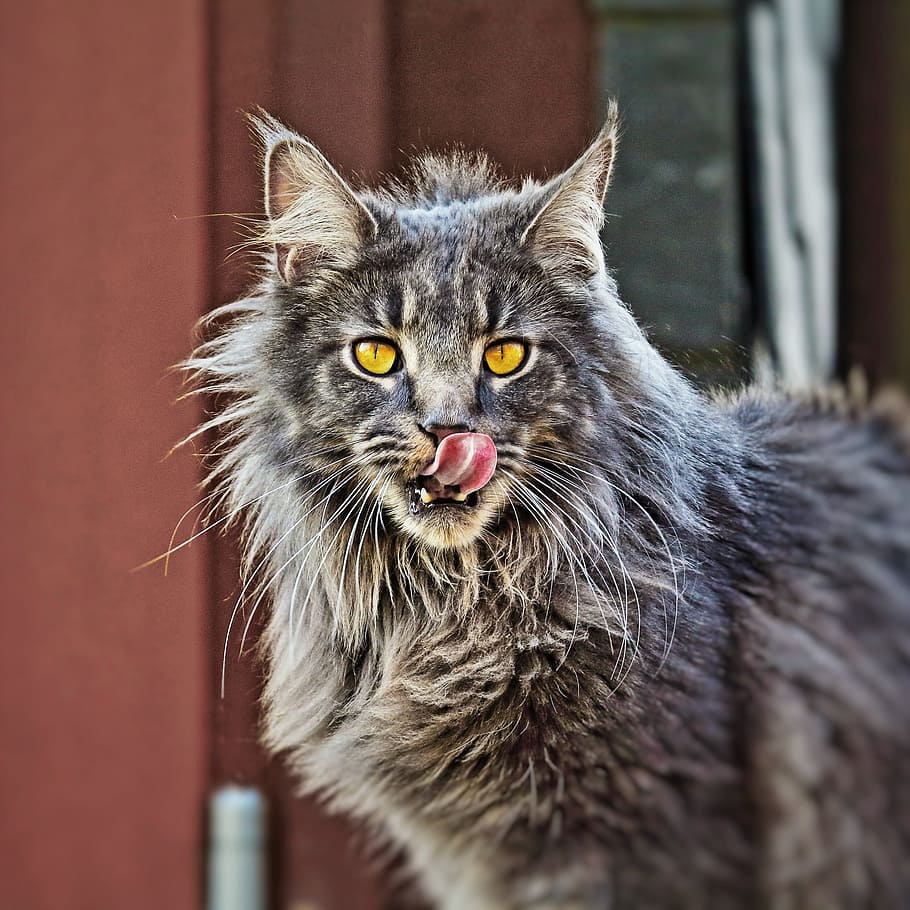gray, brown, fur cat, cat, tongue, cute, domestic cat, cat tongue, head, dear