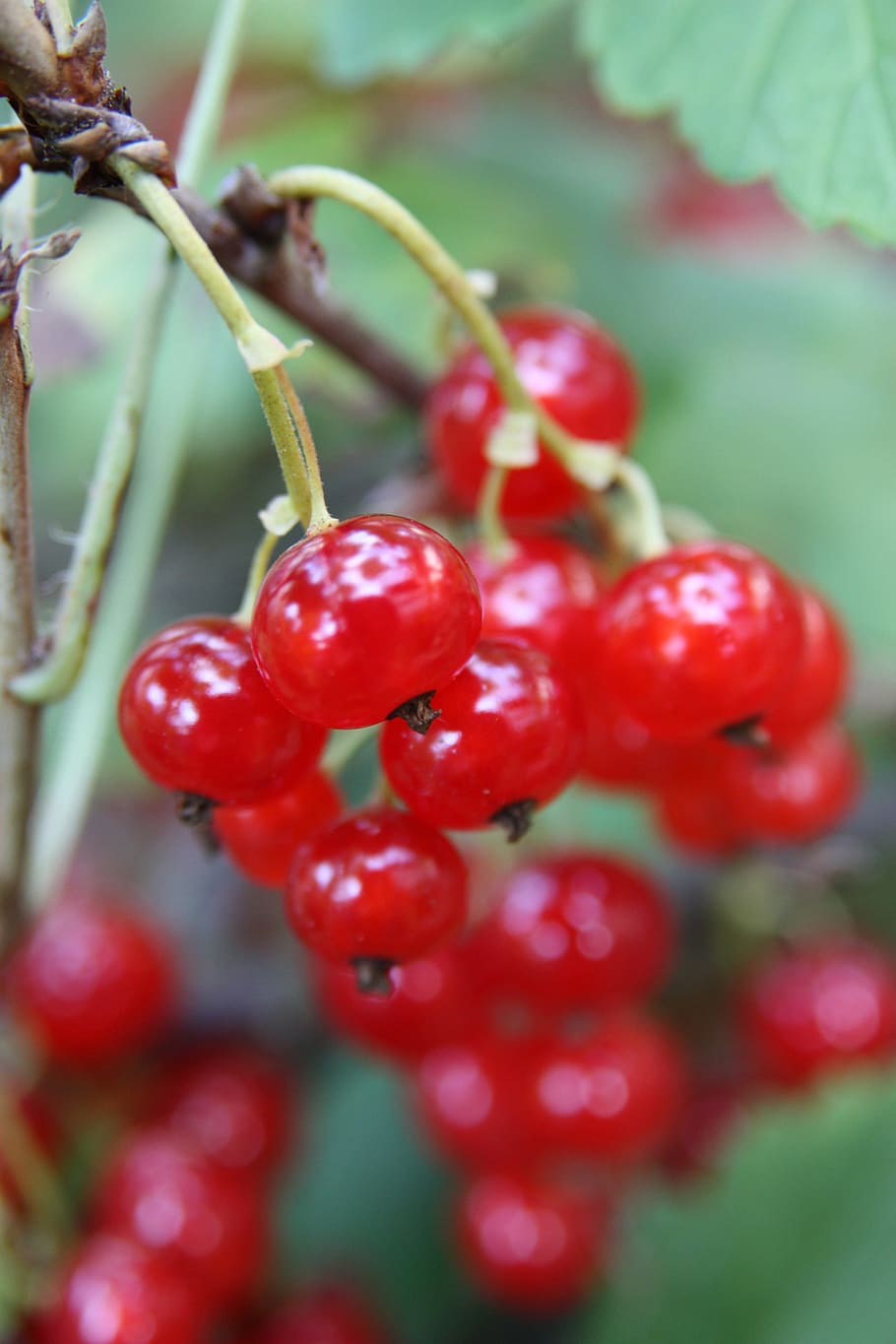 Red Currant, Garden, Fruit, currant, red, berries, fruits, food and drink, growth, close-up