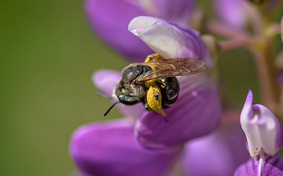wild bee, fertilize, collect nectar, pollen, lupine, environmental protection, types of die, summer, protection of species, bee