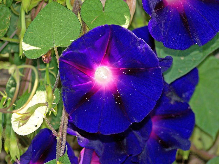 morning glory, flowers, blue, flowering, plants, ornamental, green, leaves, background, blossoms