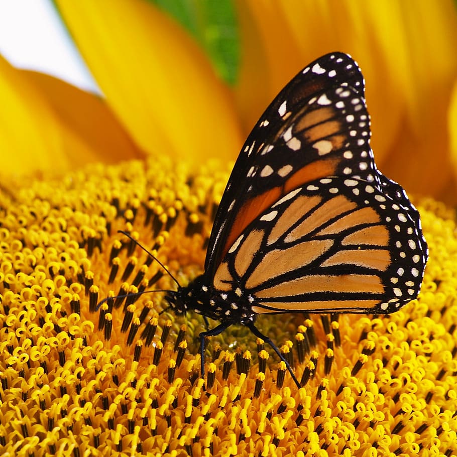 селективный, сфокусировать фотографию, бабочка, цветок, монарх, вверх, подсолнечник, насекомое, животное, природа